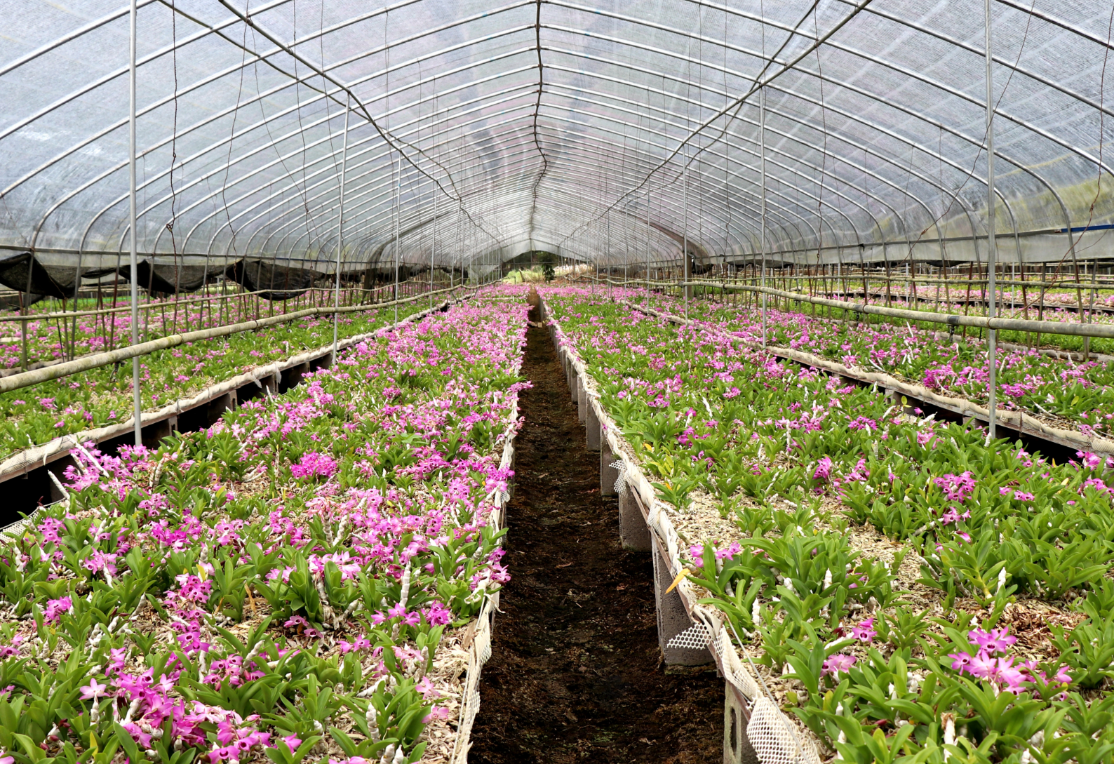 绘就龙陵“三色”新画卷开元棋牌app绿美交通(图2)